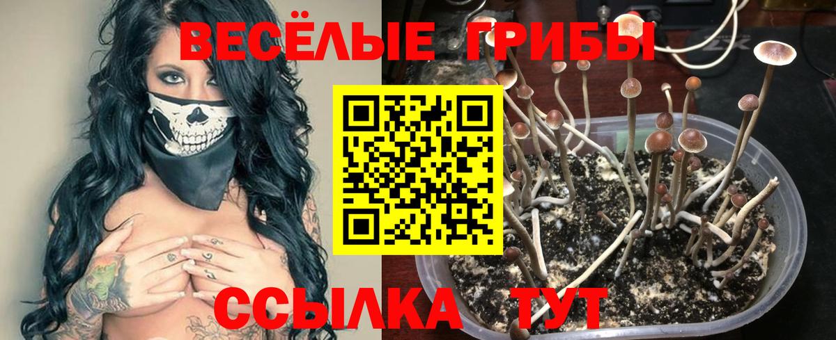 Псилоцибиновые грибы прущие грибы Татарск